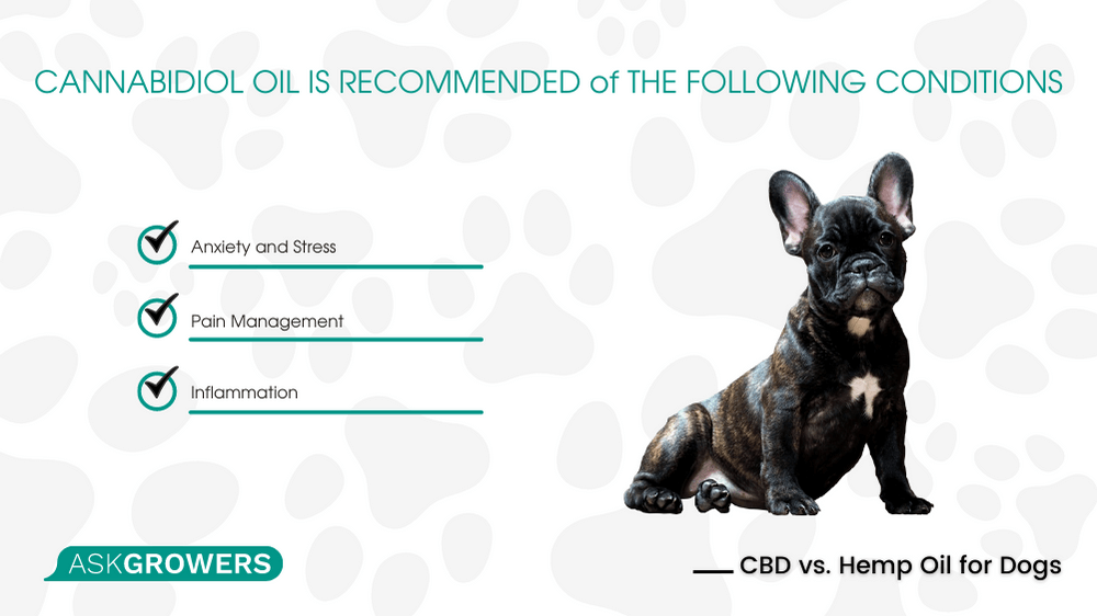 CBD oil for dogs